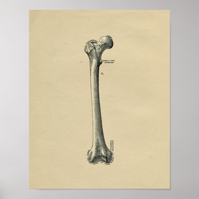Human Femur Anatomy 1902 Vintage Print (Front)