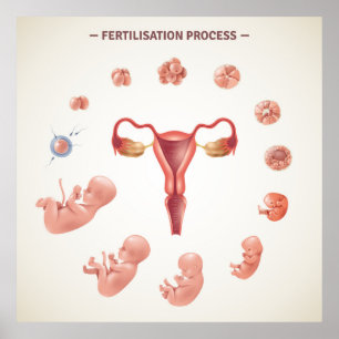 Human Fertilization cess Poster