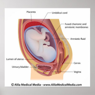 Human foetus in womb labelled poster