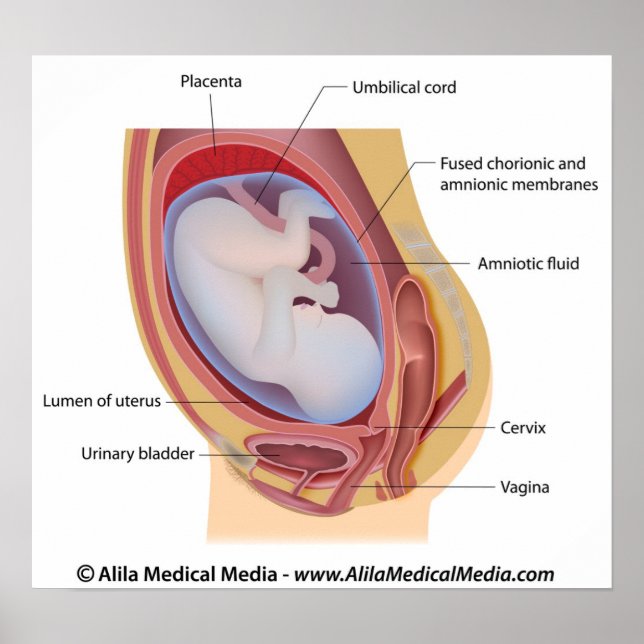Human foetus in womb labelled poster (Front)