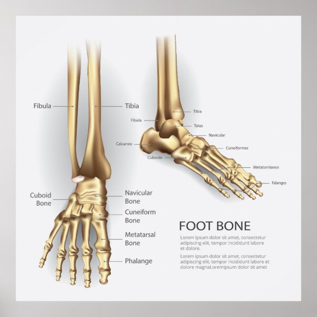 Human Foot Bone Poster (Front)