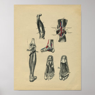Human Foot Leg Anatomy 1902 Vintage Print