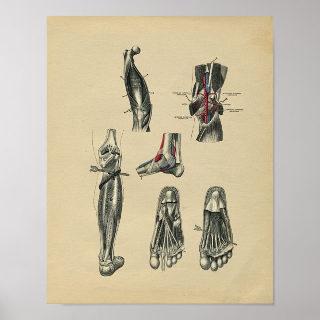 Human Foot Leg Anatomy 1902 Vintage Print (Front)