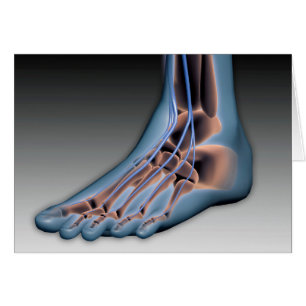 Human Foot With Nervous System 1