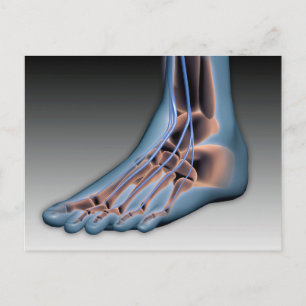 Human Foot With Nervous System 1 Postcard