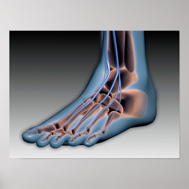 Human Foot With Nervous System 1 Poster (Front)