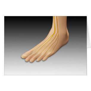 Human Foot With Nervous System 2