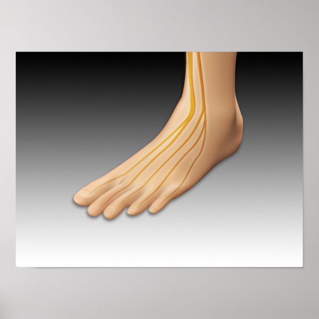 Human Foot With Nervous System 2 Poster (Front)