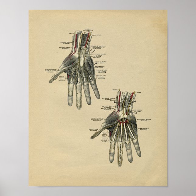 Human Hand Anatomy 1902 Vintage Print (Front)