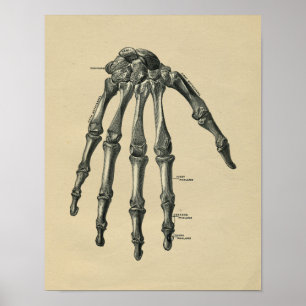 Human Hand Anatomy 1902 Vintage Print