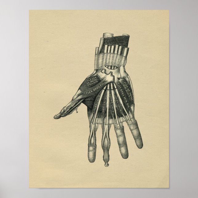 Human Hand Anatomy 1902 Vintage Print (Front)