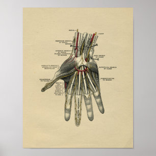 Human Hand Anatomy 1902 Vintage Print