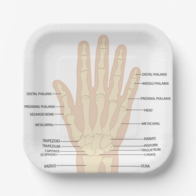  Human hand anatomy  Paper Plate (Front)