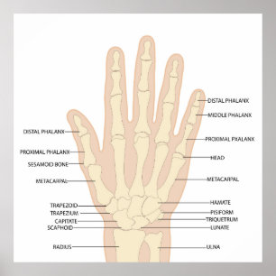 Human hand anatomy  poster