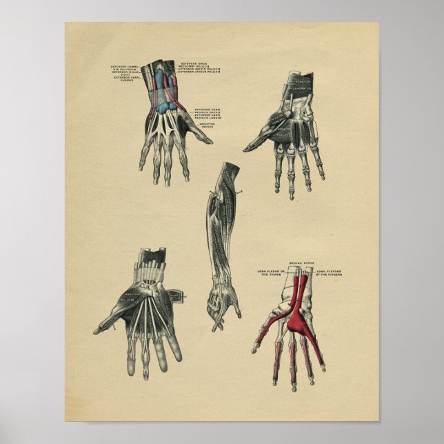 Human Hand Arm Anatomy 1902 Vintage Print (Front)