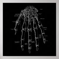 Human Hand Bones Anatomy Illustration Old Medical
