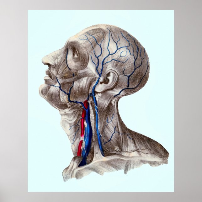 HUMAN HEAD ANATOMY POSTER (Front)