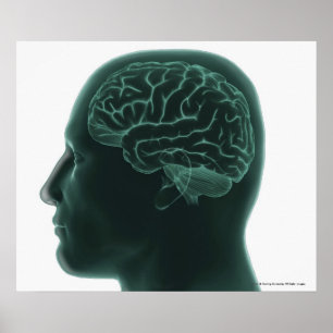 Human head in profile showing the brain poster