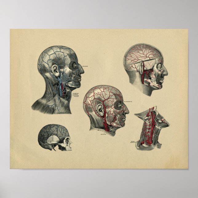Human Head Neck Anatomy 1902 Vintage Print (Front)