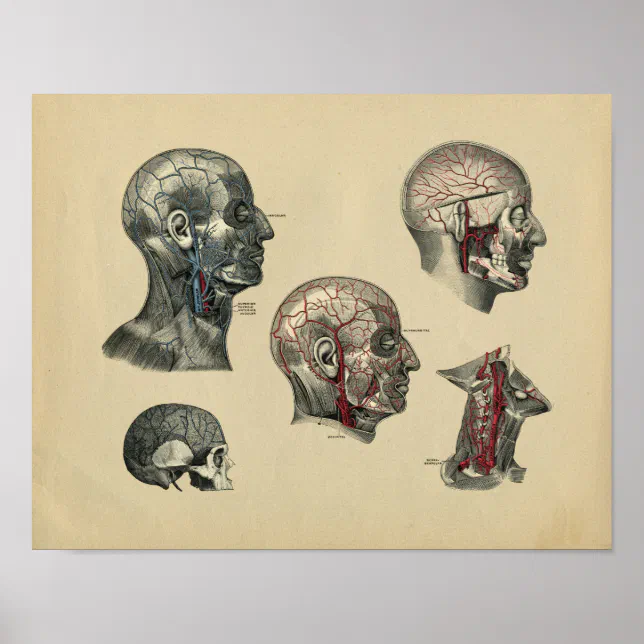 Human Head Neck Anatomy 1902 Vintage Print | Zazzle