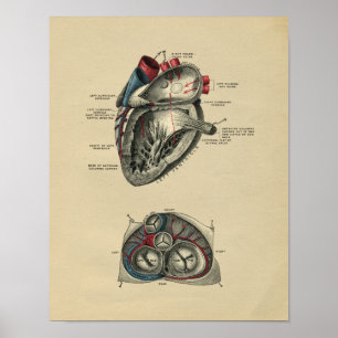Human Heart Anatomy 1902 Vintage Print