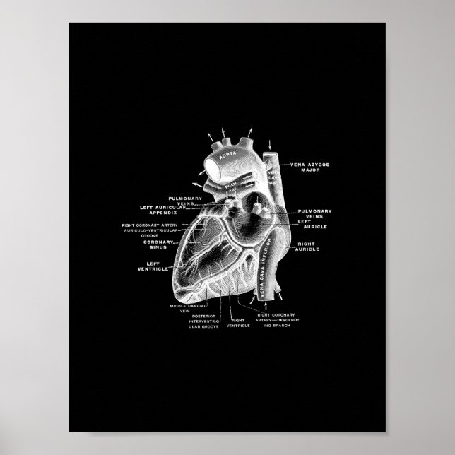 Human Heart Anatomy in Black and White Print (Front)
