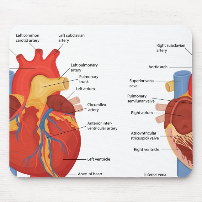 Human heart anatomy mouse pad (Front)