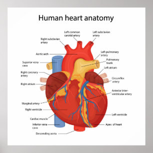 Human heart anatomy poster