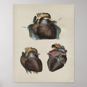 Human Heart Anatomy Vintage Print