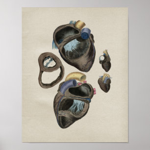 Human Heart Anatomy Vintage Print