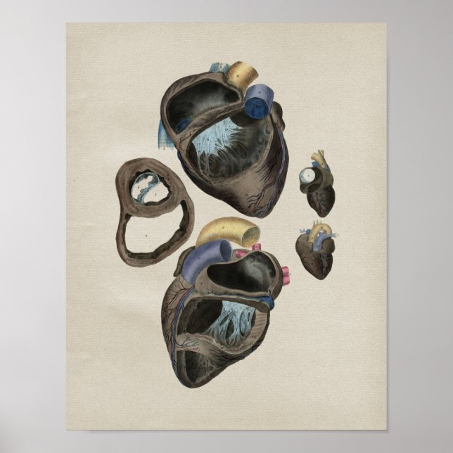 Human Heart Anatomy Vintage Print (Front)