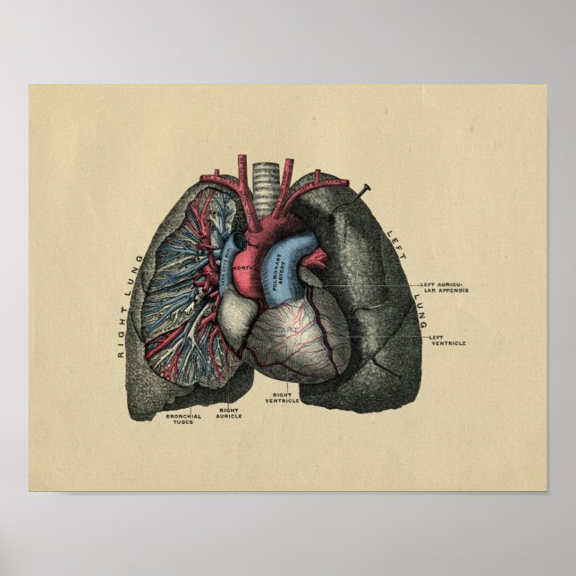 Human Heart and Lungs 1902 Vintage Print (Front)