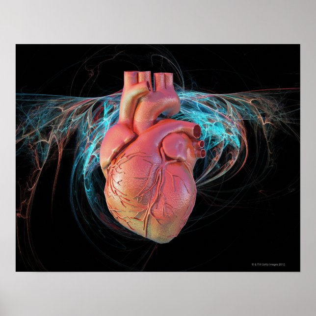 Human heart, computer artwork. poster (Front)
