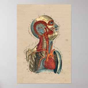 Human Heart Head Neck Anatomy 1841 Print