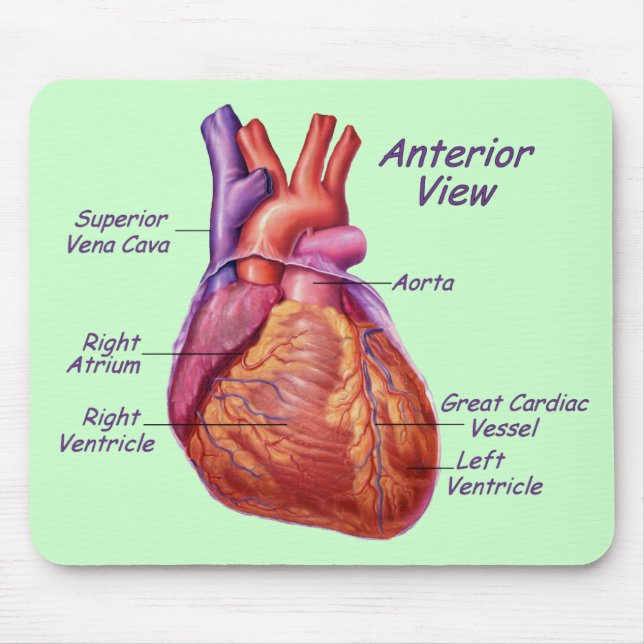 Human Heart Labelled Mousepad (Front)