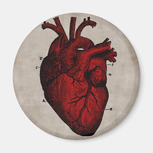 Human Heart Magnet (Front)