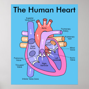 Human Heart Poster