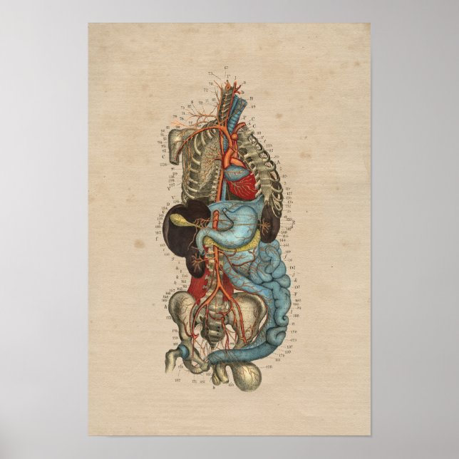 Human Internal Artery Anatomy 1841 Print (Front)