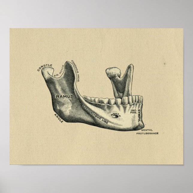 Human Jaw Anatomy 1902 Vintage Print (Front)