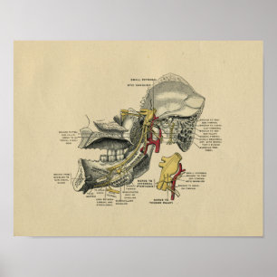 Human Jaw TMJ Anatomy 1902 Vintage Print