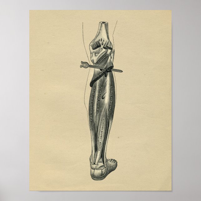 Human Leg Anatomy 1902 Vintage Print (Front)