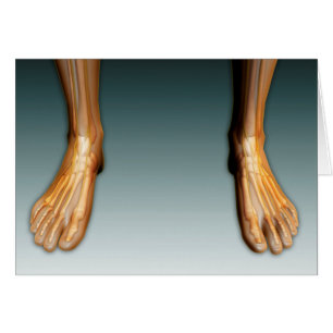 Human Legs And Feet With Nervous System