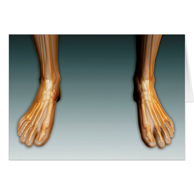 Human Legs And Feet With Nervous System (Front Horizontal)