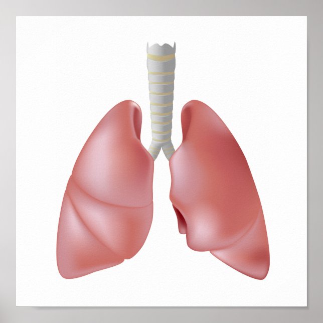 Human lung anatomy Poster (Front)