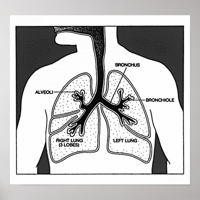 Human Lungs Medical Diagram Poster (Front)