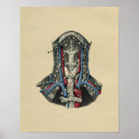 Human Lymph Node Anatomy 1902 Vintage Print