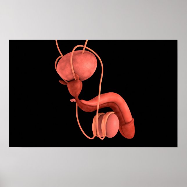Human Male Reproductive System 1 Poster (Front)