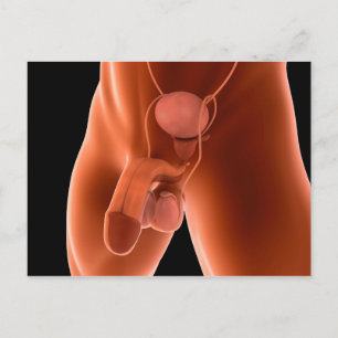 Human Male Reproductive System 6 Postcard
