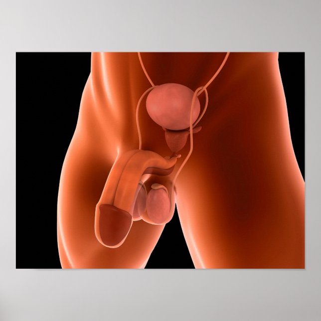 Human Male Reproductive System 6 Poster (Front)