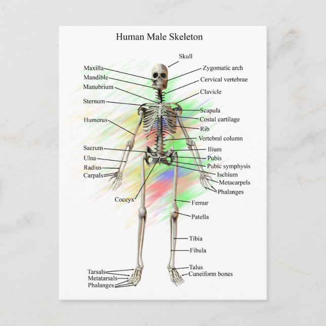 Human Male Skeleton Postcard (Front)